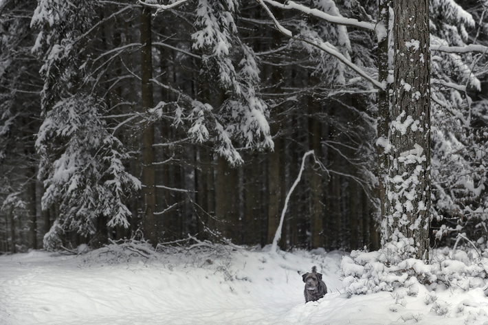 Jörg Marx Photo Dog Snow