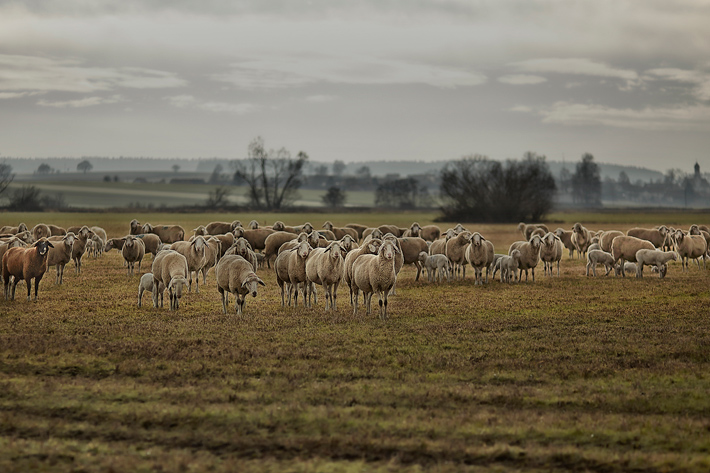 Sheepscapes-2