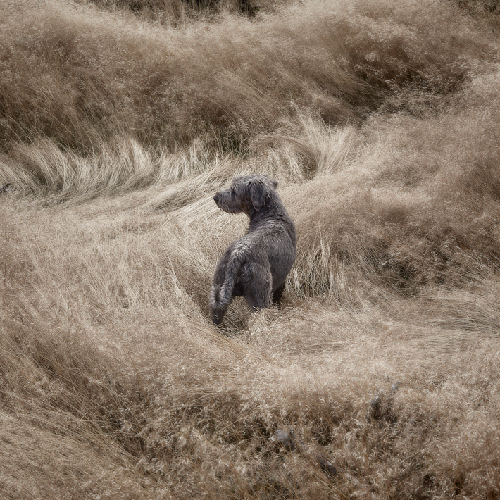 Web-Dogscapes-2-2