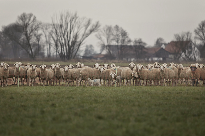 Sheepscapes-6