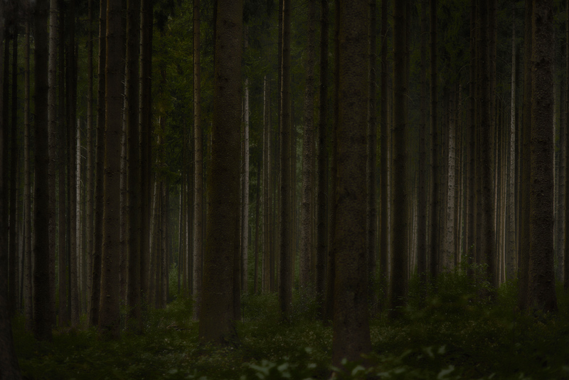 Jörg Marx Photo Juuly 2017 Forest Trees