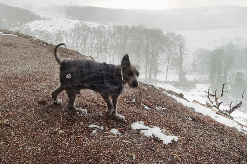 Jörg Marx Photo series : Sometimes It Snows In April, 2021, Winterscape Dog