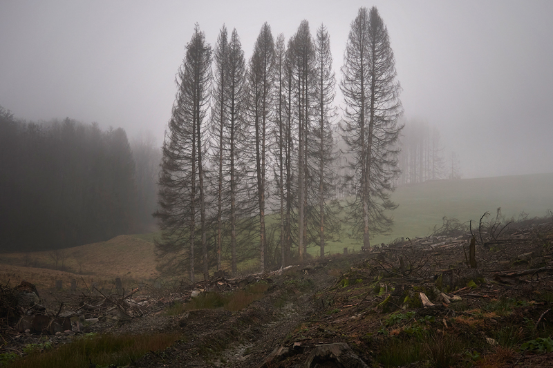 Joerg Marx Foto Baum Nebel tree fog