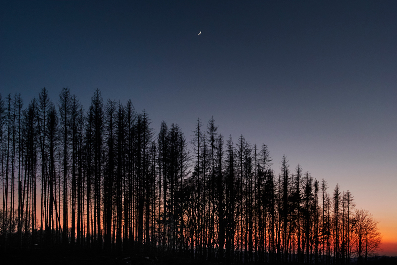 Night Trees Moon Photography Joerg Marx